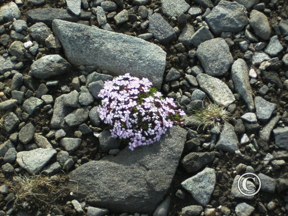 nordkap 2008 1145