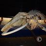 island_2012_1461
