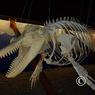 island_2012_1465
