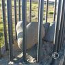 island_2012_0594