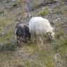 island_2012_1176