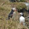 island_2012_0401